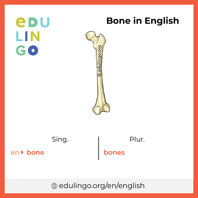 Bone in English vocabulary picture with singular and plural for download and printing