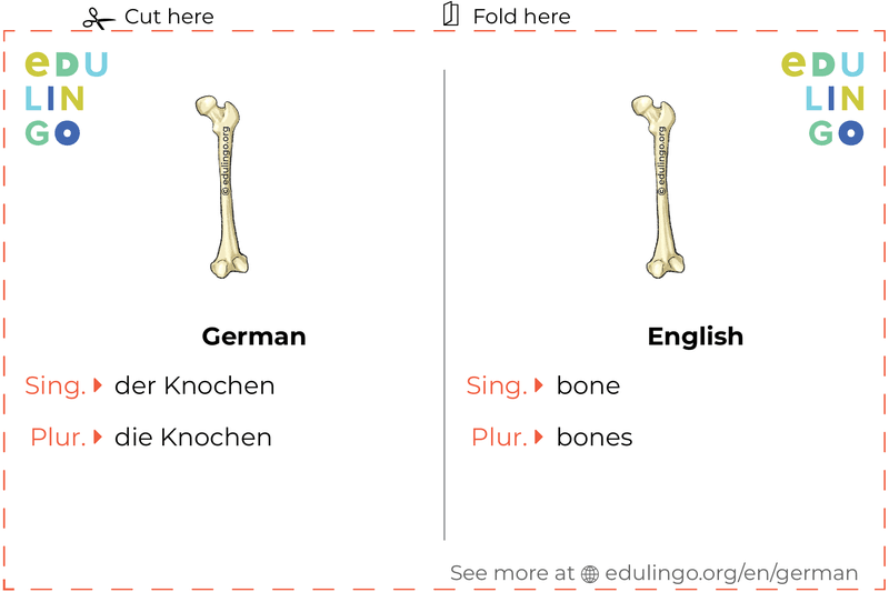 Bone in German vocabulary flashcard for printing, practicing and learning