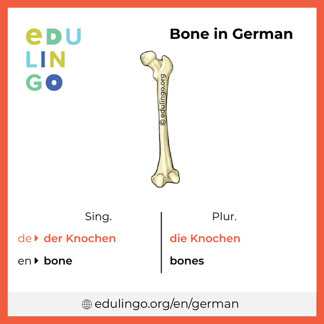 Bone in German vocabulary picture with singular and plural for download and printing