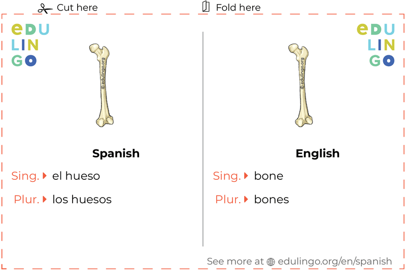 Bone in Spanish vocabulary flashcard for printing, practicing and learning