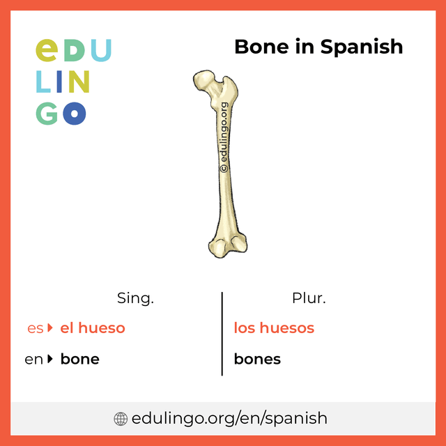 Bone in Spanish vocabulary picture with singular and plural for download and printing