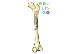 Thumbnail: Bone in Spanish