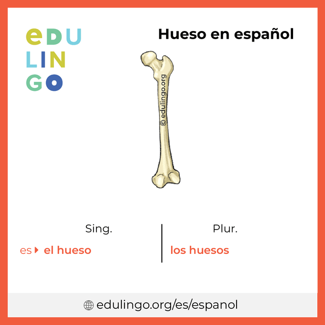 Imagen de vocabulario Hueso en español con singular y plural para descargar e imprimir