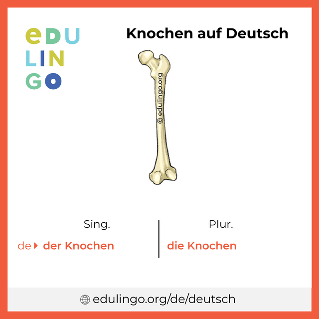 Knochen auf Deutsch Vokabelbild mit Singular und Plural zum Herunterladen und Ausdrucken