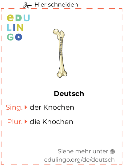 Knochen auf Deutsch Vokabelkartei zum Ausdrucken, Üben und Lernen