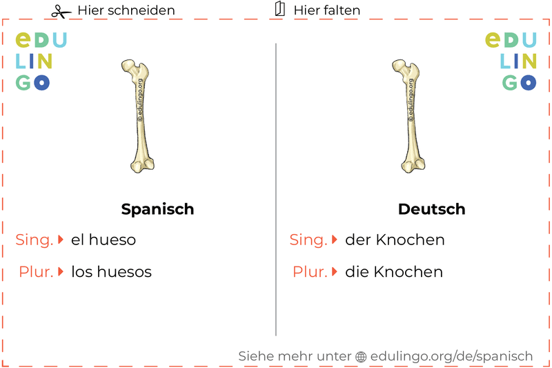 Knochen auf Spanisch Vokabelkartei zum Ausdrucken, Üben und Lernen