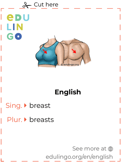 Breast in English vocabulary flashcard for printing, practicing and learning