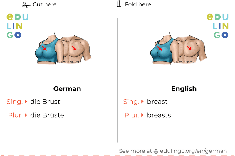 Breast in German vocabulary flashcard for printing, practicing and learning