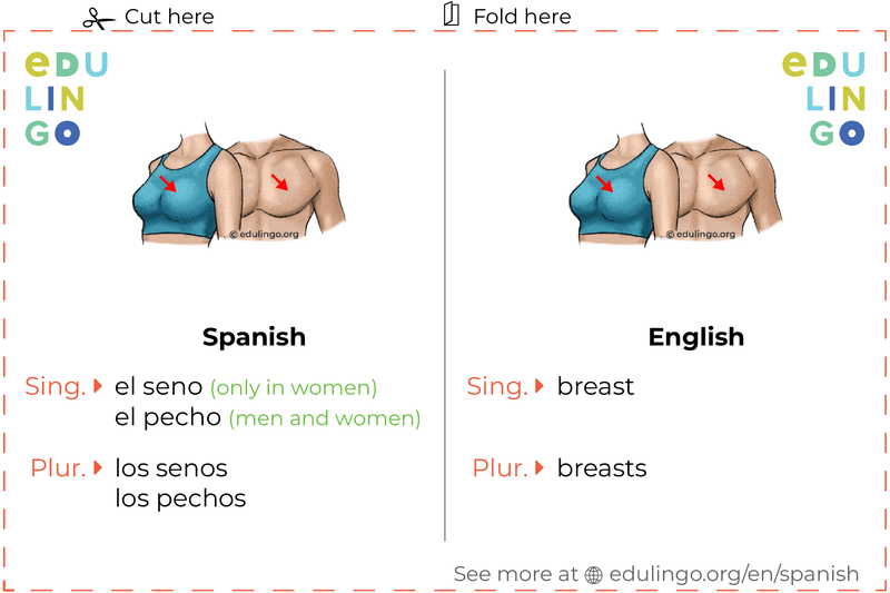 Breast in Spanish vocabulary flashcard for printing, practicing and learning