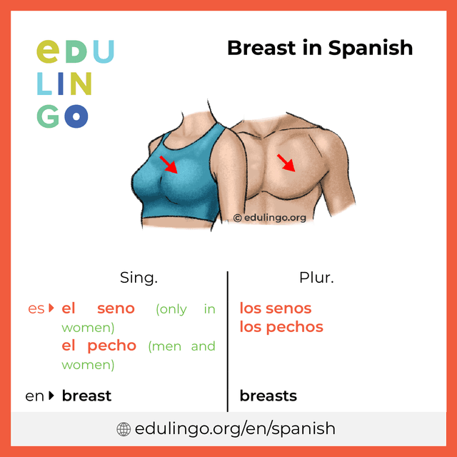 Breast in Spanish vocabulary picture with singular and plural for download and printing