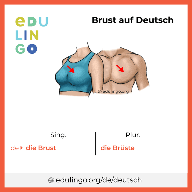Brust auf Deutsch Vokabelbild mit Singular und Plural zum Herunterladen und Ausdrucken