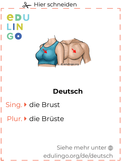 Brust auf Deutsch Vokabelkartei zum Ausdrucken, Üben und Lernen