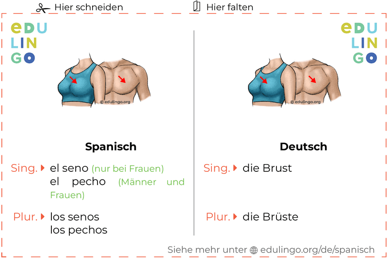 Brust auf Spanisch Vokabelkartei zum Ausdrucken, Üben und Lernen