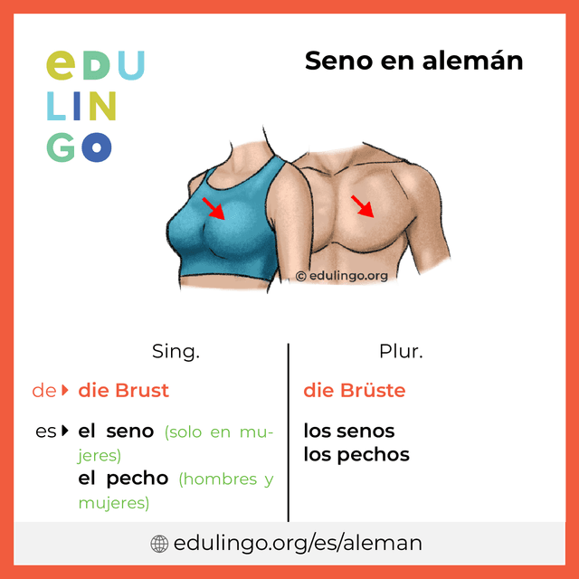 Imagen de vocabulario Seno en alemán con singular y plural para descargar e imprimir