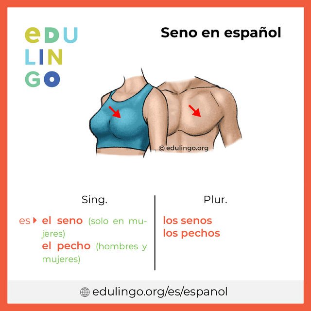 Imagen de vocabulario Seno en español con singular y plural para descargar e imprimir