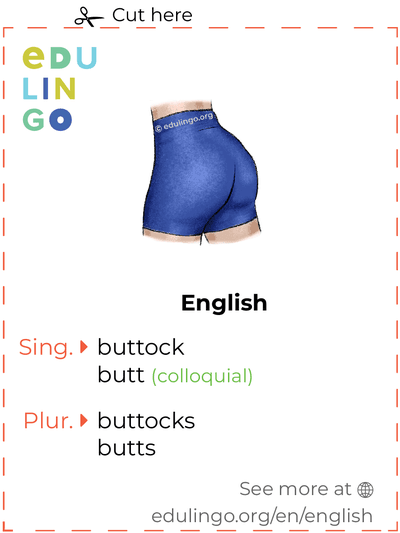 Buttock in English vocabulary flashcard for printing, practicing and learning