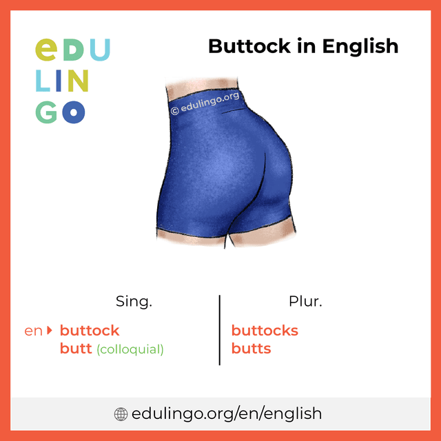 Buttock in English vocabulary picture with singular and plural for download and printing