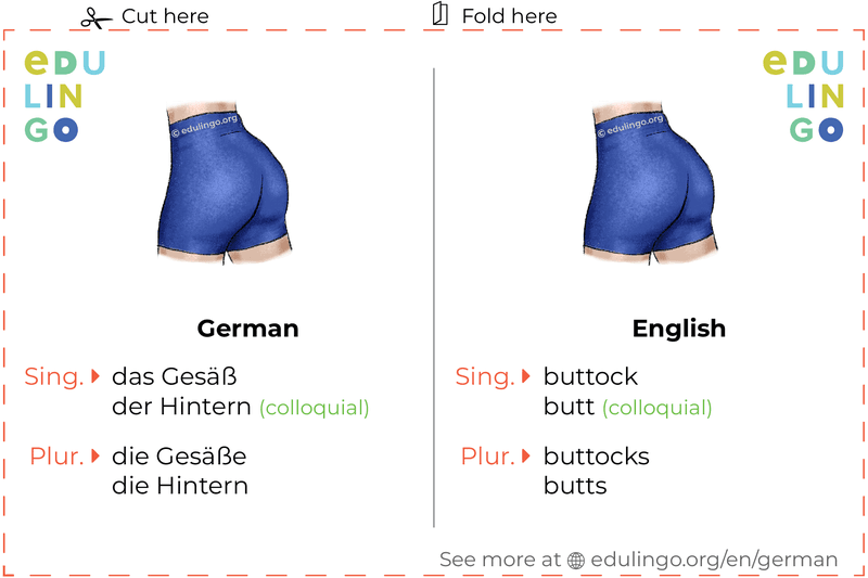 Buttock in German vocabulary flashcard for printing, practicing and learning