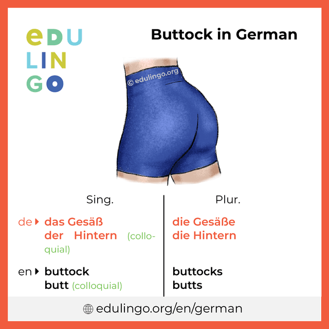 Buttock in German vocabulary picture with singular and plural for download and printing
