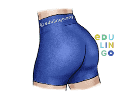 Thumbnail: Buttock in English