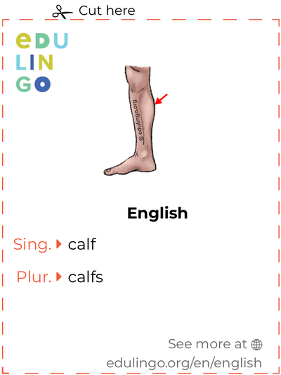 Calf in English vocabulary flashcard for printing, practicing and learning