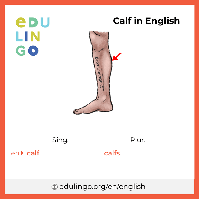 Calf in English vocabulary picture with singular and plural for download and printing