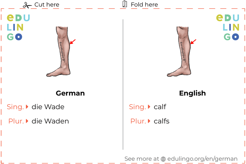 Calf in German vocabulary flashcard for printing, practicing and learning