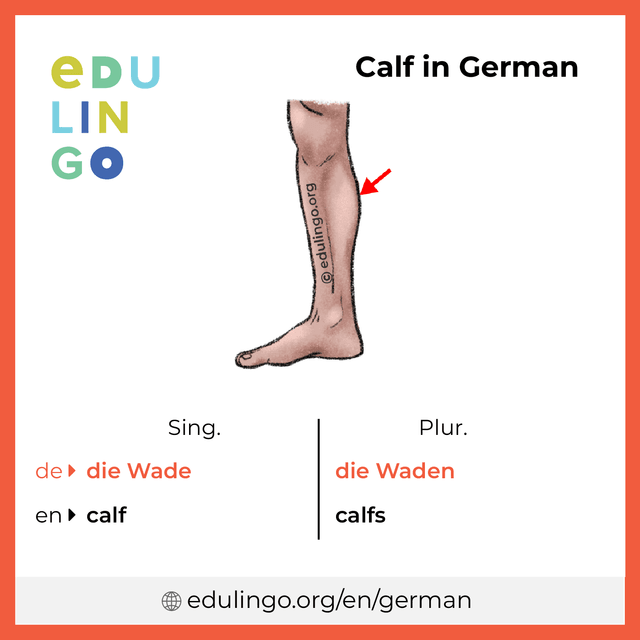 Calf in German vocabulary picture with singular and plural for download and printing