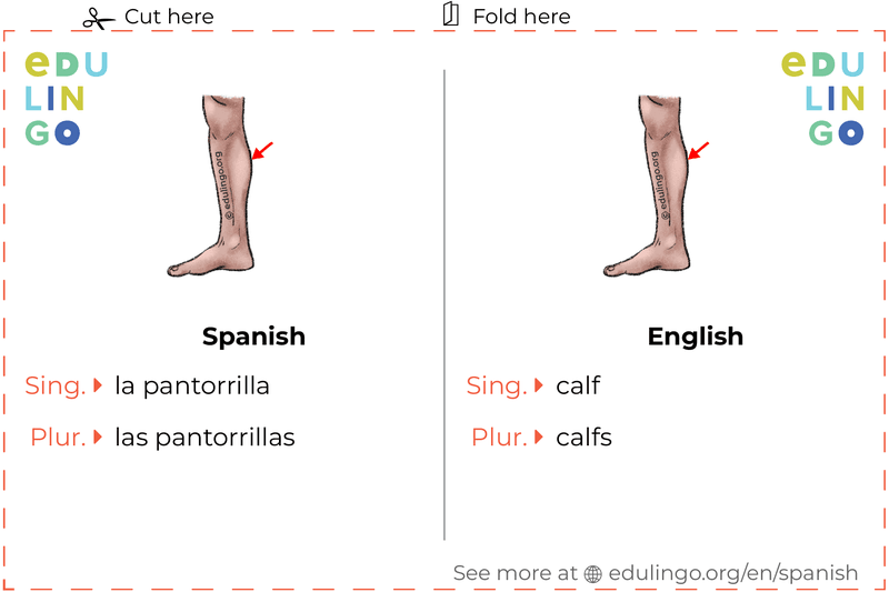 Calf in Spanish vocabulary flashcard for printing, practicing and learning