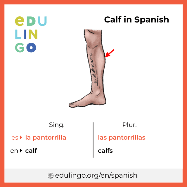Calf in Spanish vocabulary picture with singular and plural for download and printing