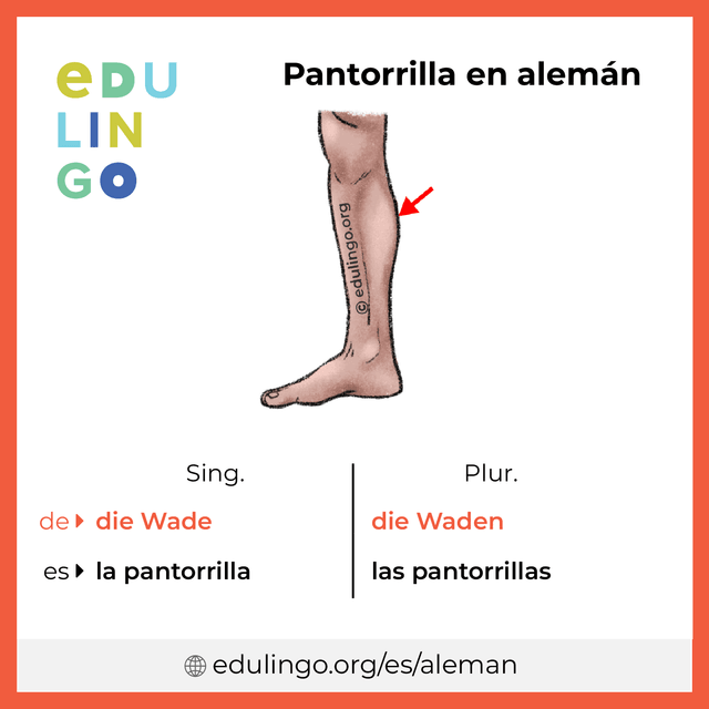 Imagen de vocabulario Pantorrilla en alemán con singular y plural para descargar e imprimir