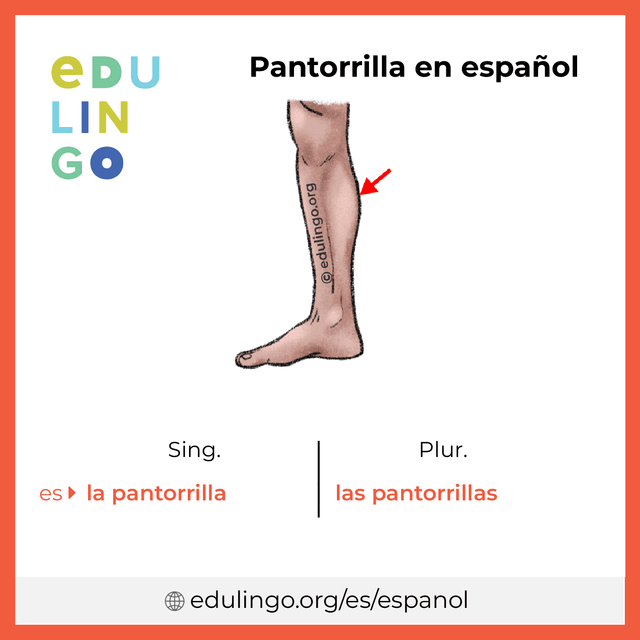 Imagen de vocabulario Pantorrilla en español con singular y plural para descargar e imprimir