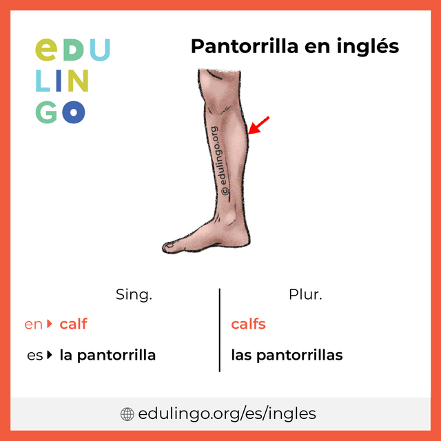 Imagen de vocabulario Pantorrilla en inglés con singular y plural para descargar e imprimir