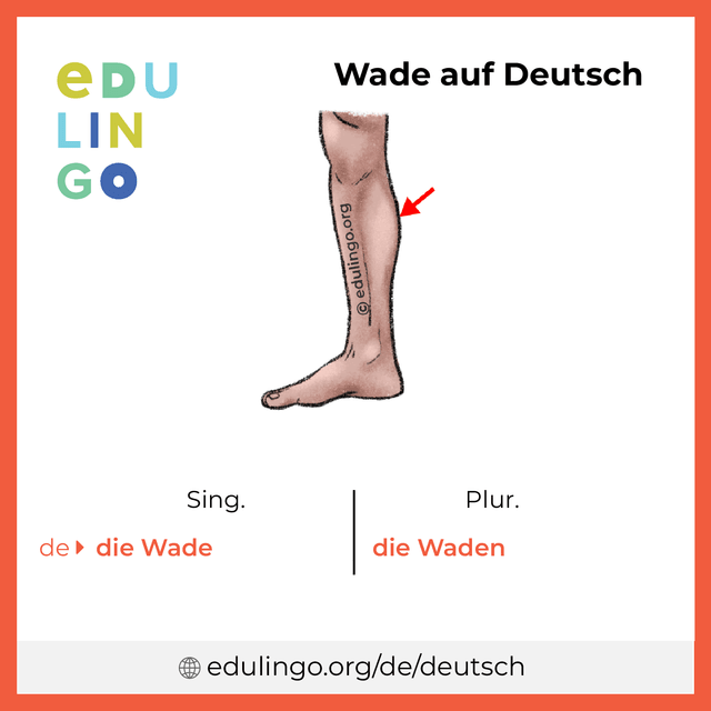 Wade auf Deutsch Vokabelbild mit Singular und Plural zum Herunterladen und Ausdrucken
