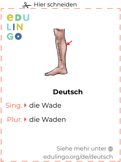 Wade auf Deutsch Vokabelkartei zum Ausdrucken, Üben und Lernen