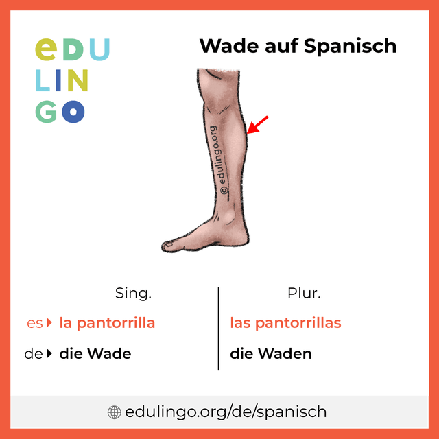 Wade auf Spanisch Vokabelbild mit Singular und Plural zum Herunterladen und Ausdrucken