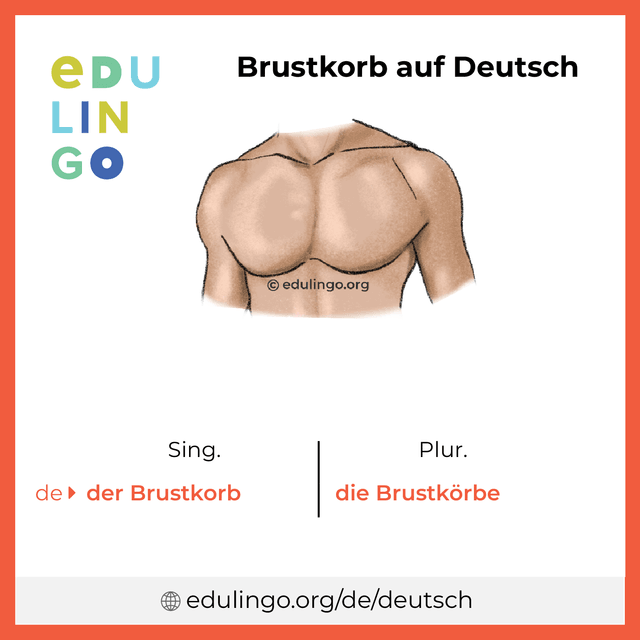 Brustkorb auf Deutsch Vokabelbild mit Singular und Plural zum Herunterladen und Ausdrucken