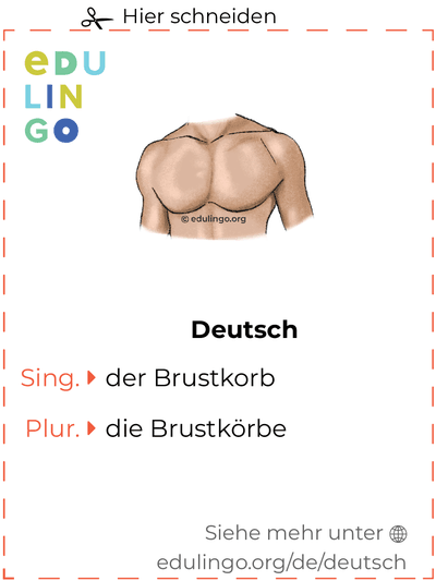 Brustkorb auf Deutsch Vokabelkartei zum Ausdrucken, Üben und Lernen