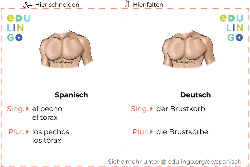 Brustkorb auf Spanisch Vokabelkartei zum Ausdrucken, Üben und Lernen