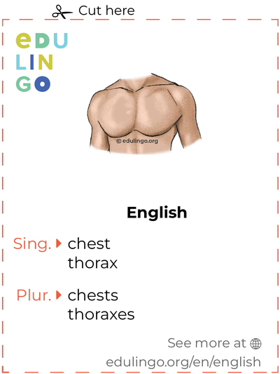 Chest in English vocabulary flashcard for printing, practicing and learning