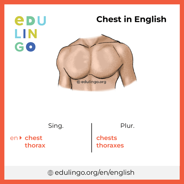 Chest in English vocabulary picture with singular and plural for download and printing