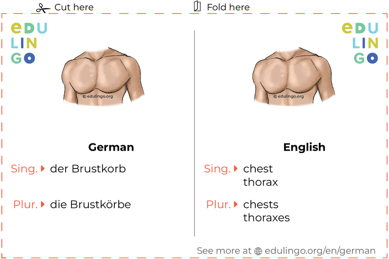 Chest in German vocabulary flashcard for printing, practicing and learning