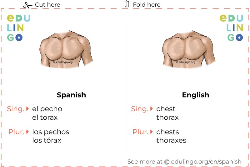 Chest in Spanish vocabulary flashcard for printing, practicing and learning