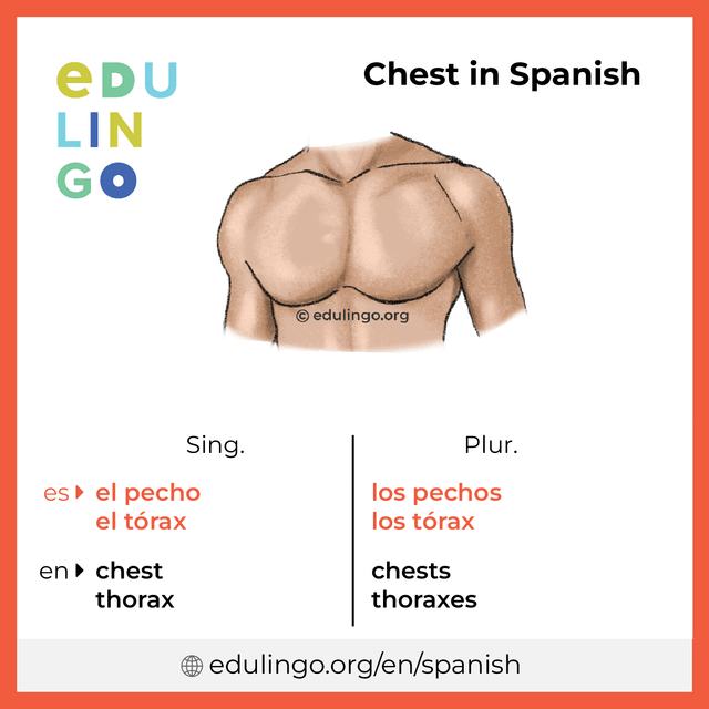 Chest in Spanish vocabulary picture with singular and plural for download and printing