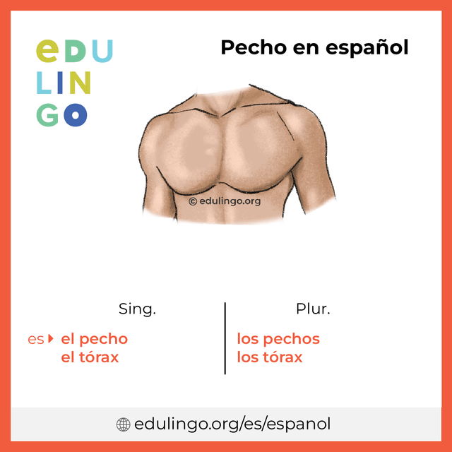 Imagen de vocabulario Pecho en español con singular y plural para descargar e imprimir