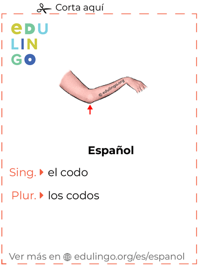 Ficha de Vocabulario Codo en español para imprimir, practicar y aprender