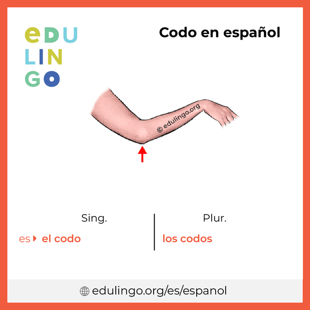 Imagen de vocabulario Codo en español con singular y plural para descargar e imprimir