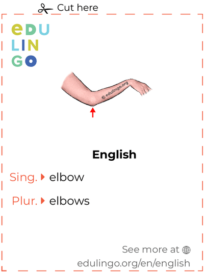 Elbow in English vocabulary flashcard for printing, practicing and learning