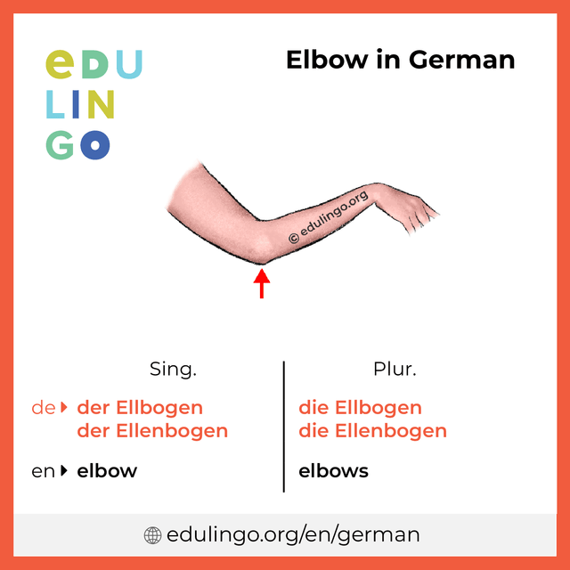 Elbow in German vocabulary picture with singular and plural for download and printing