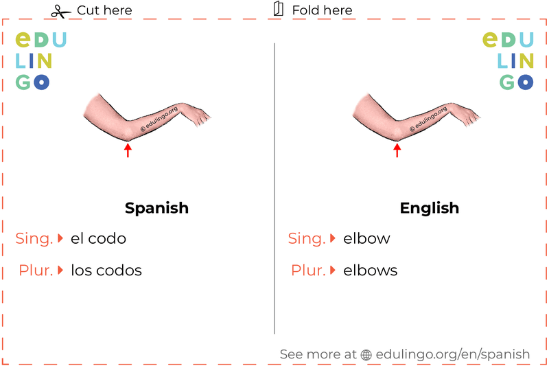 Elbow in Spanish vocabulary flashcard for printing, practicing and learning